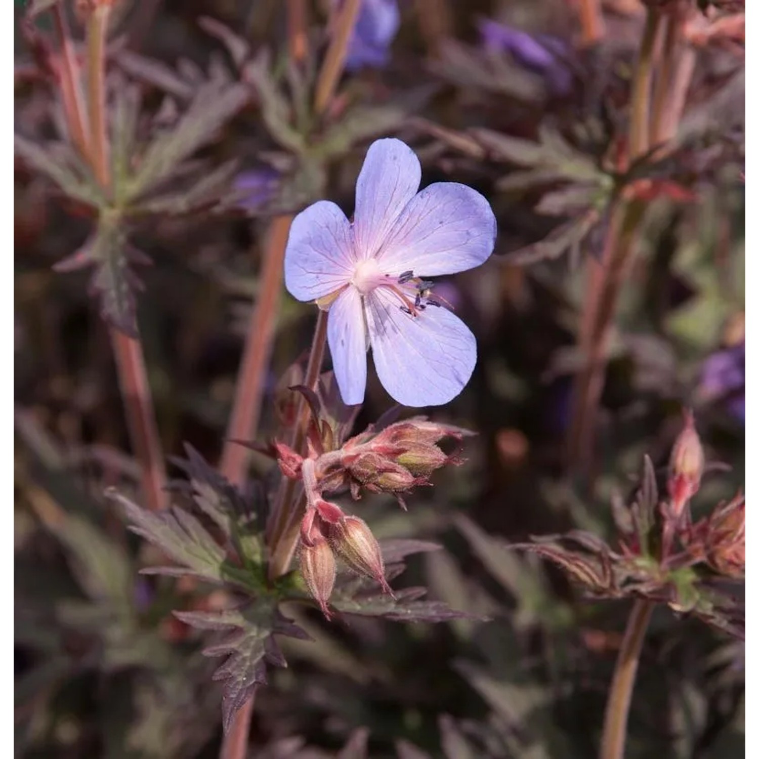Wiesenstorchschnabel Midnight Rider - Geranium pratense