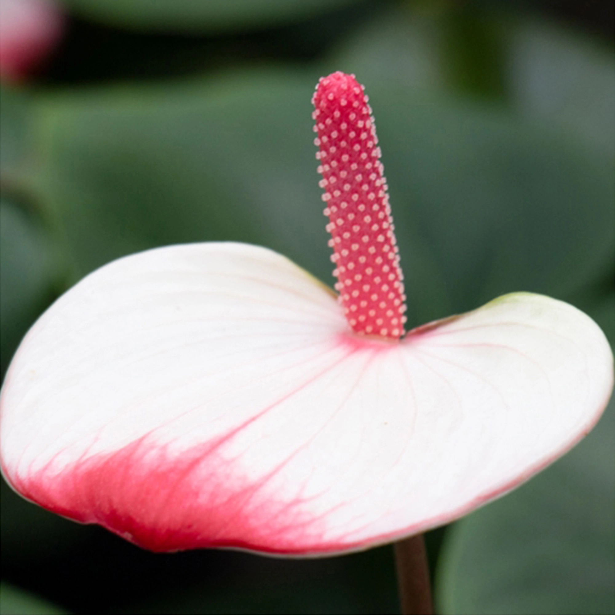 Bahama Lufterfrischer Blume Tropical kaufen bei OBI