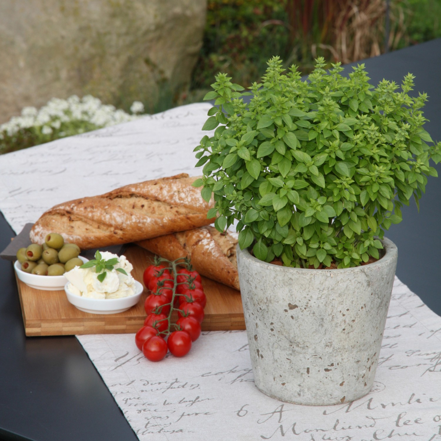 Griechisches Basilikum im Topf mit Brot, Oliven und Tomaten. Mediterrane Kräuter für Küche und Balkon.