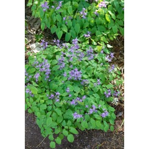 Rosa Elfenblume (Epimedium Grandiflorum Rose Queen) im 9x9 cm Topf. Bodendeckende Staude mit zarten Blüten.