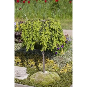 Kanadische Hemlocktanne (Tsuga Canadensis), 40–60 cm, im Gartenbeet mit grünen Nadeln.