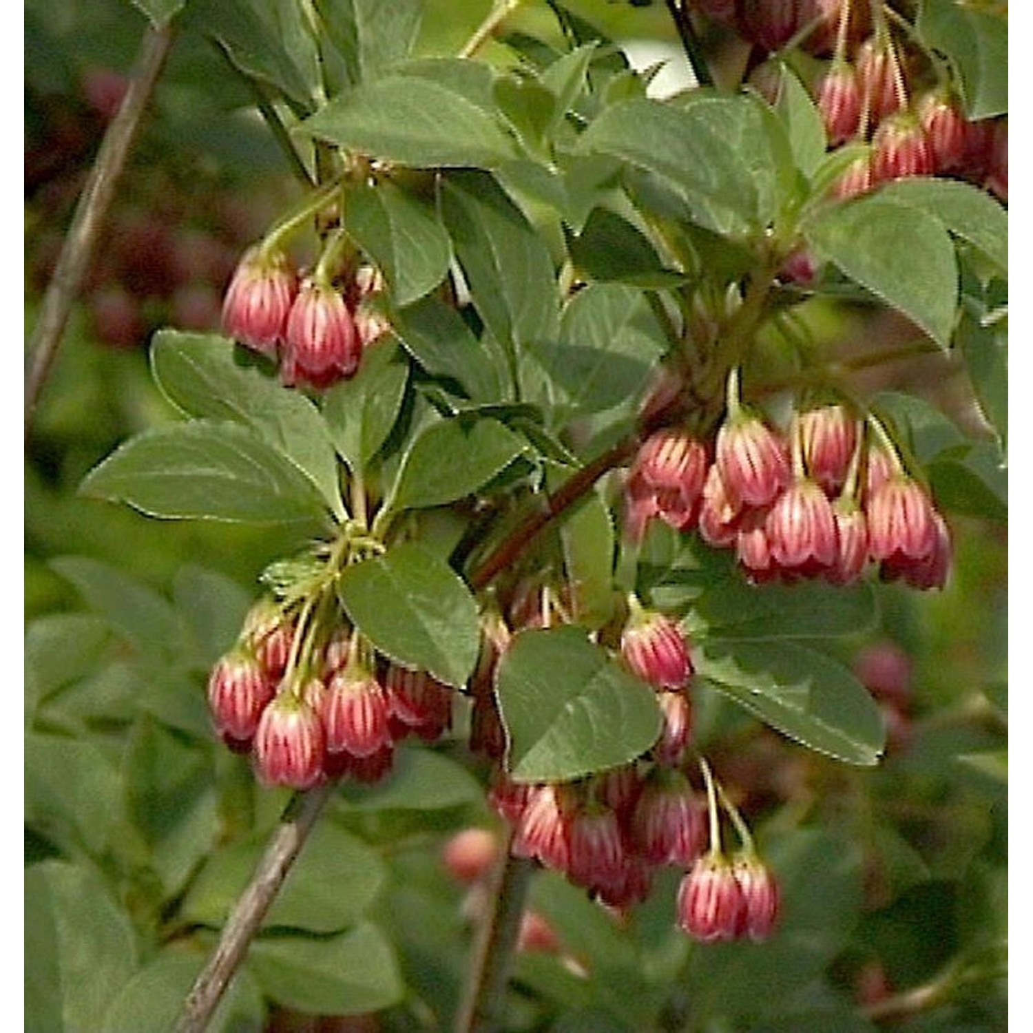 Prachtglocke Red Bells 60-80cm - Enkianthus campanulatus günstig online kaufen