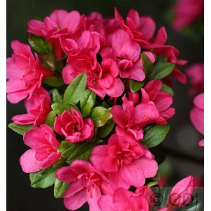 Nahaufnahme einer Japanischen Azalee Änne (Rhododendron obtusum) mit pinkfarbenen Blüten.