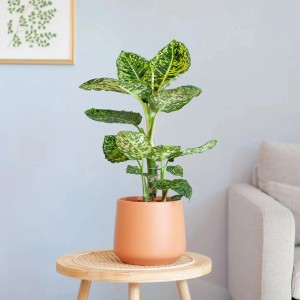GROW by OBI "Reflector" Höhe ca. 50 - 55 cm Topf-Ø 17 cm Dieffenbachia