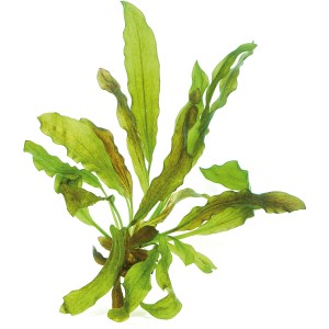 Dennerle Aquariumpflanze Echinodorus Dschungelstar Python Nr. 3 mit grünen Blättern.