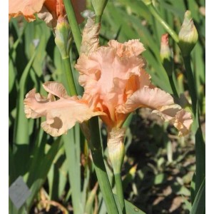 Mittelhohe Schwertlilie June Rose - Iris barbata