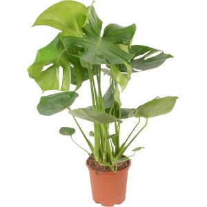 Fensterblatt 'Tauerii' im Topf, eine grüne Zimmerpflanze von GROW by OBI. Monstera Deliciosa mit markanten Blattdurchbrüchen.