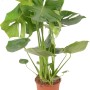 Fensterblatt 'Tauerii' im Topf, eine grüne Zimmerpflanze von GROW by OBI. Monstera Deliciosa mit markanten Blattdurchbrüchen.