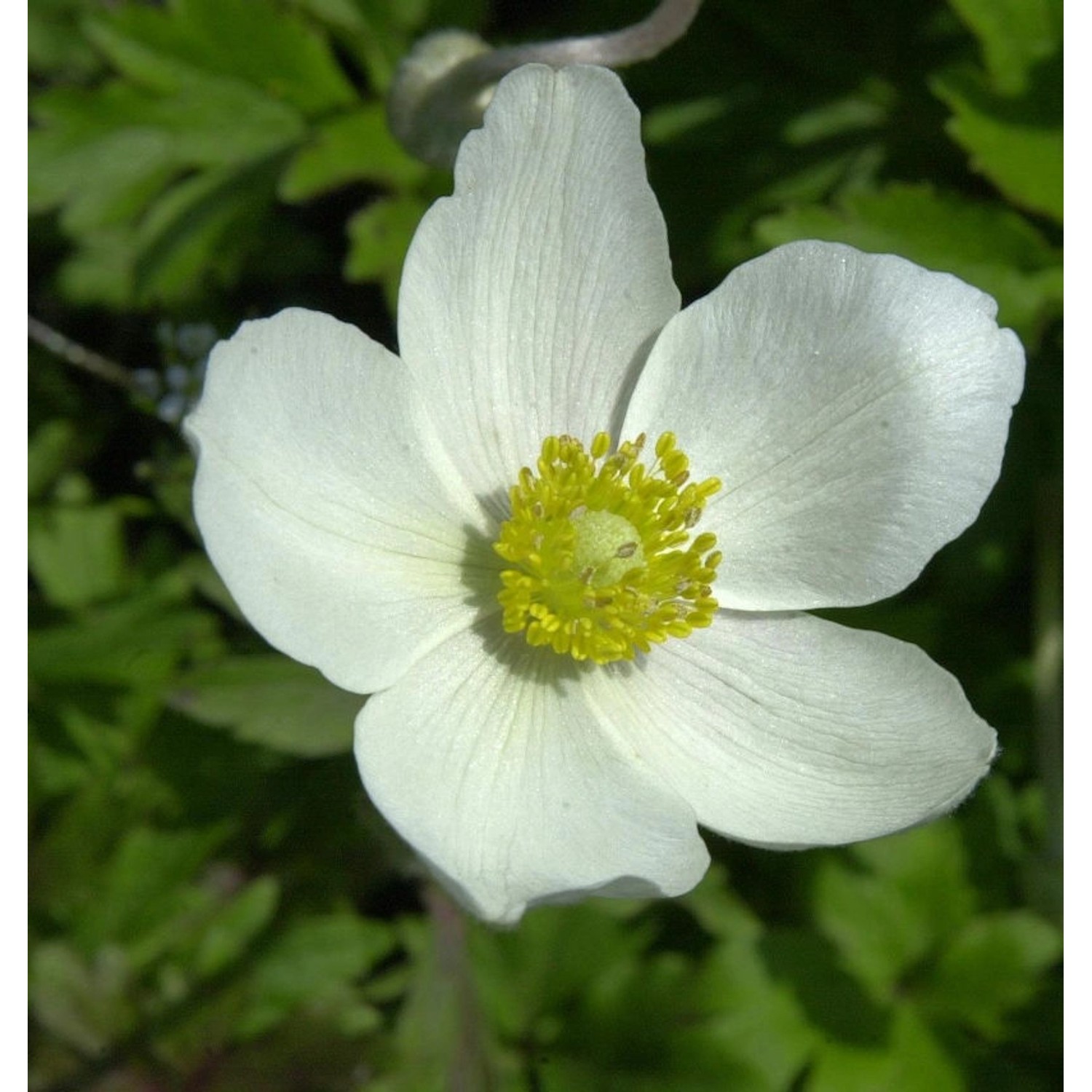 Großes Windröschen - Anemone sylvestris günstig online kaufen