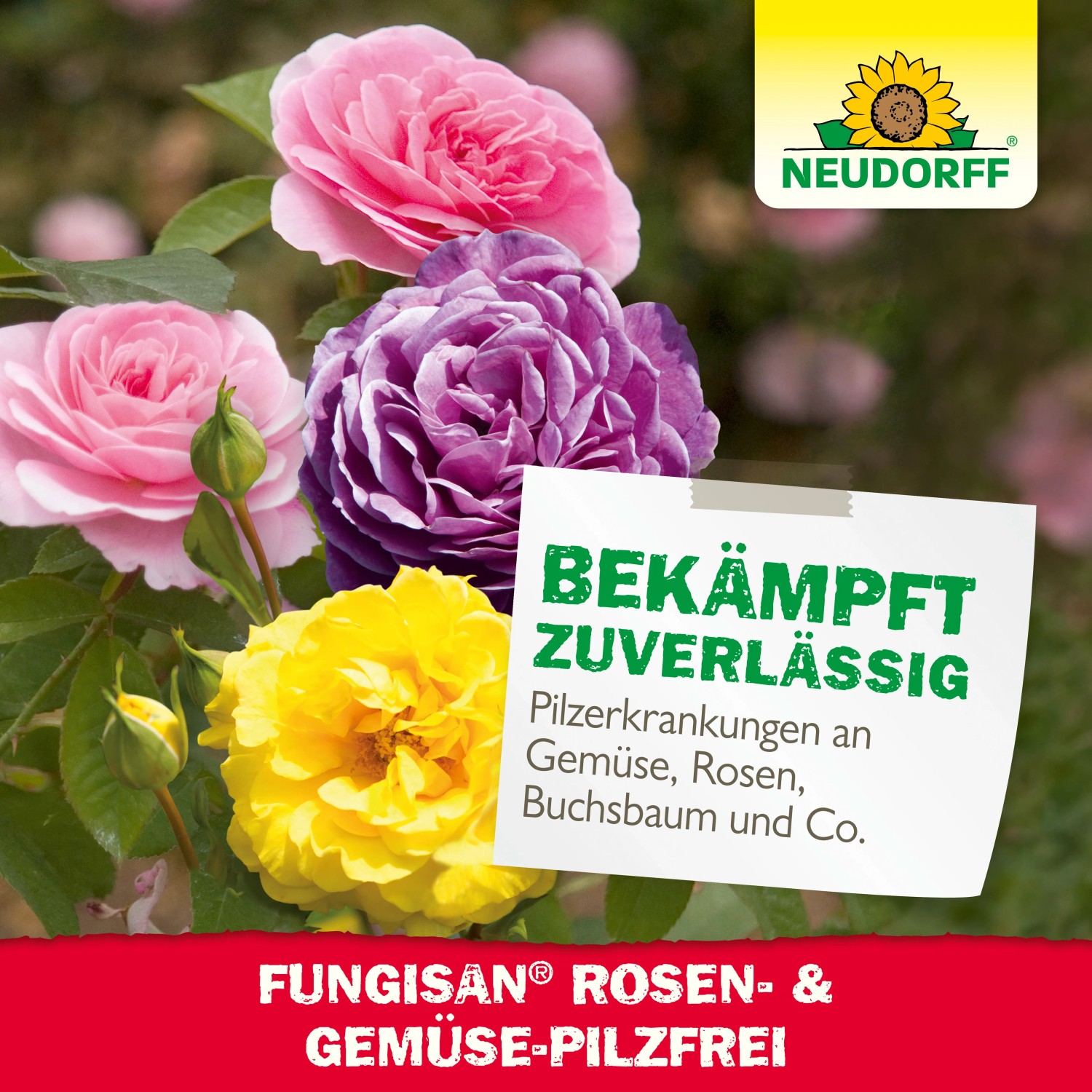 Neudorff Fungisan Rosen- und Gemüse-Pilz-Frei: Rosen in verschiedenen Farben, Produktverpackung im Hintergrund.