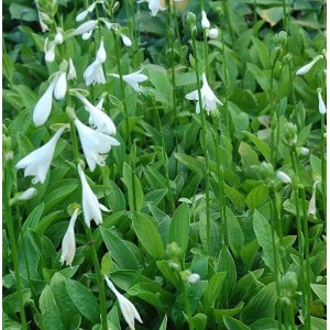 Schmalblattfunkie Snowflakes (Hosta sieboldii) mit weißen Blüten und grünen Blättern.