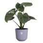 Elho Pflanzentopf Jazz, 30 cm, lila, mit Pflanze. Blumentopf aus Kunststoff mit feiner Struktur.