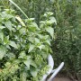 Blu Bio-Pilzkraut Rungia im Topf, grüne Blätter. Küchenkräuter für Salat und Soßen.