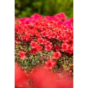 Leuchtend rote Rhododendron Azalee Maraschino (Obtusum) im Gartenbeet.