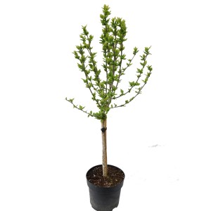 Garteneibisch 'Marina' im Topf, ca. 40 cm hoch, mit jungen grünen Blättern.