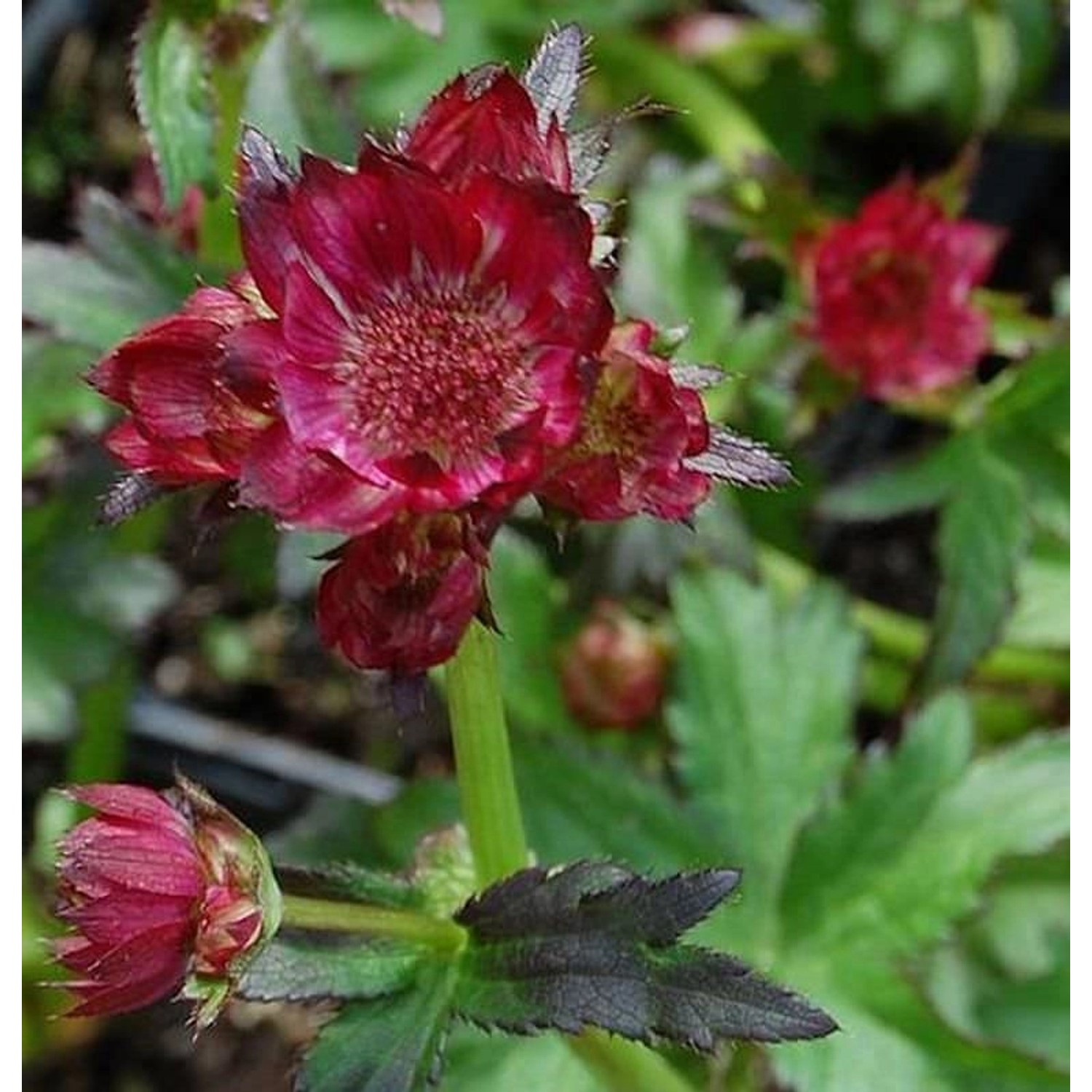 Sterndolde Moulin Rouge - Astrantia major günstig online kaufen