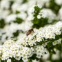 Nahaufnahme der weißen Blüten der Brautspiere (Spiraea Arguta) mit einer Biene.