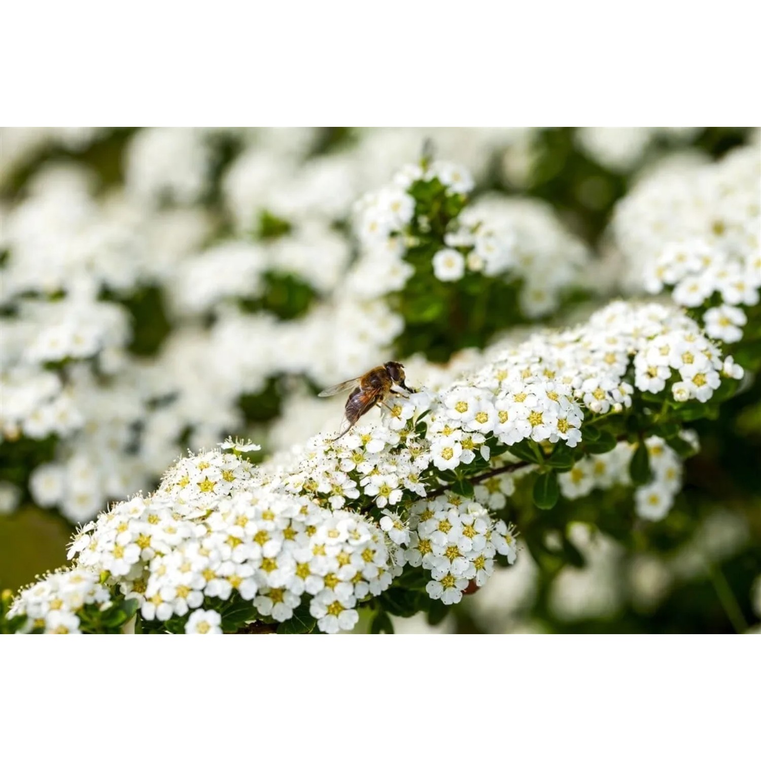Nahaufnahme der weißen Blüten der Brautspiere (Spiraea Arguta) mit einer Biene.