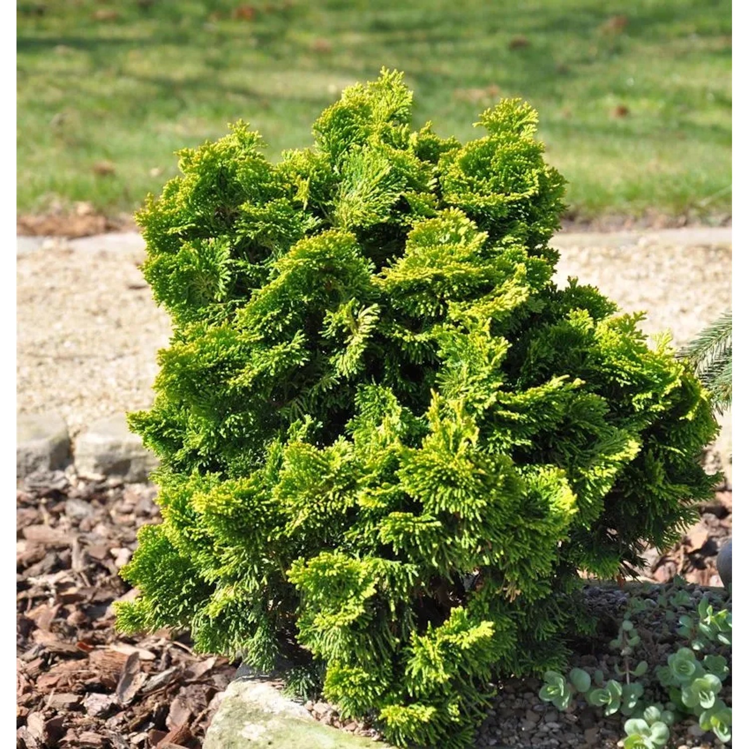 Goldgelbe Muschel Scheinzypresse 10-15cm - Chamaecyparis obtusa