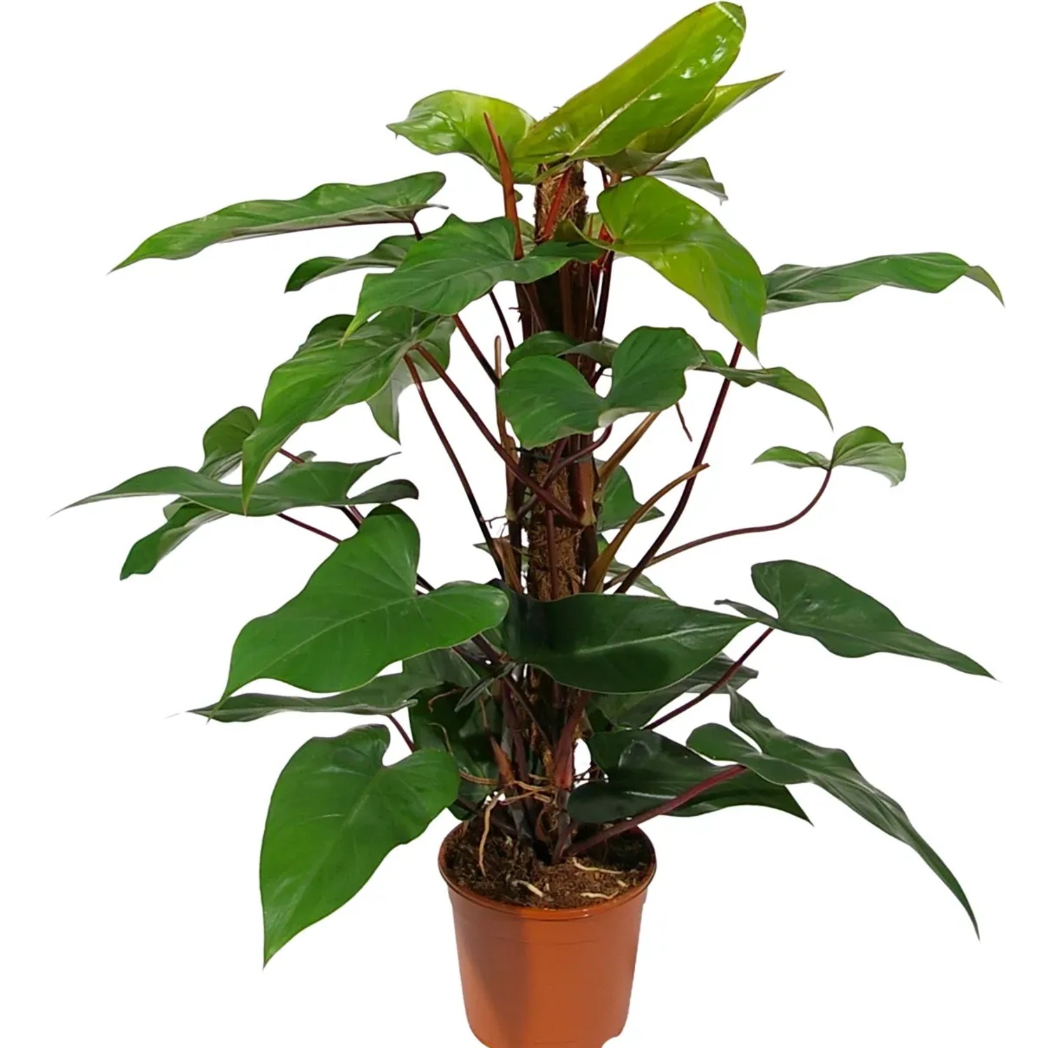 Baumfreund "Red Emerald" Höhe ca. 75 cm Topf-Ø ca. 19 cm Philodendron erubescens