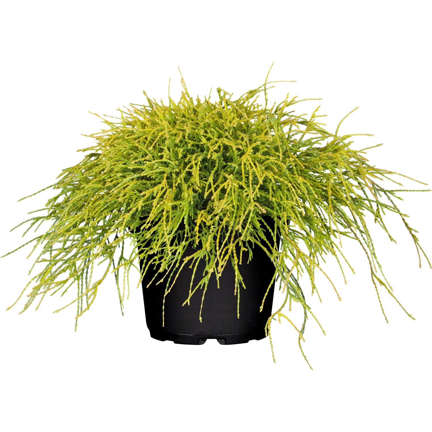 GROW by OBI Faden-Zypresse Filifera Sungold Gelb Höhe ca.10 -20 cm Topf ca.5 l
