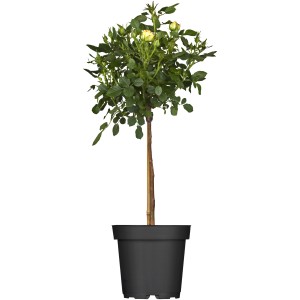 Halbstammrose im Topf, ca. 50-60 cm hoch, mit gelben Blüten und grünen Blättern.