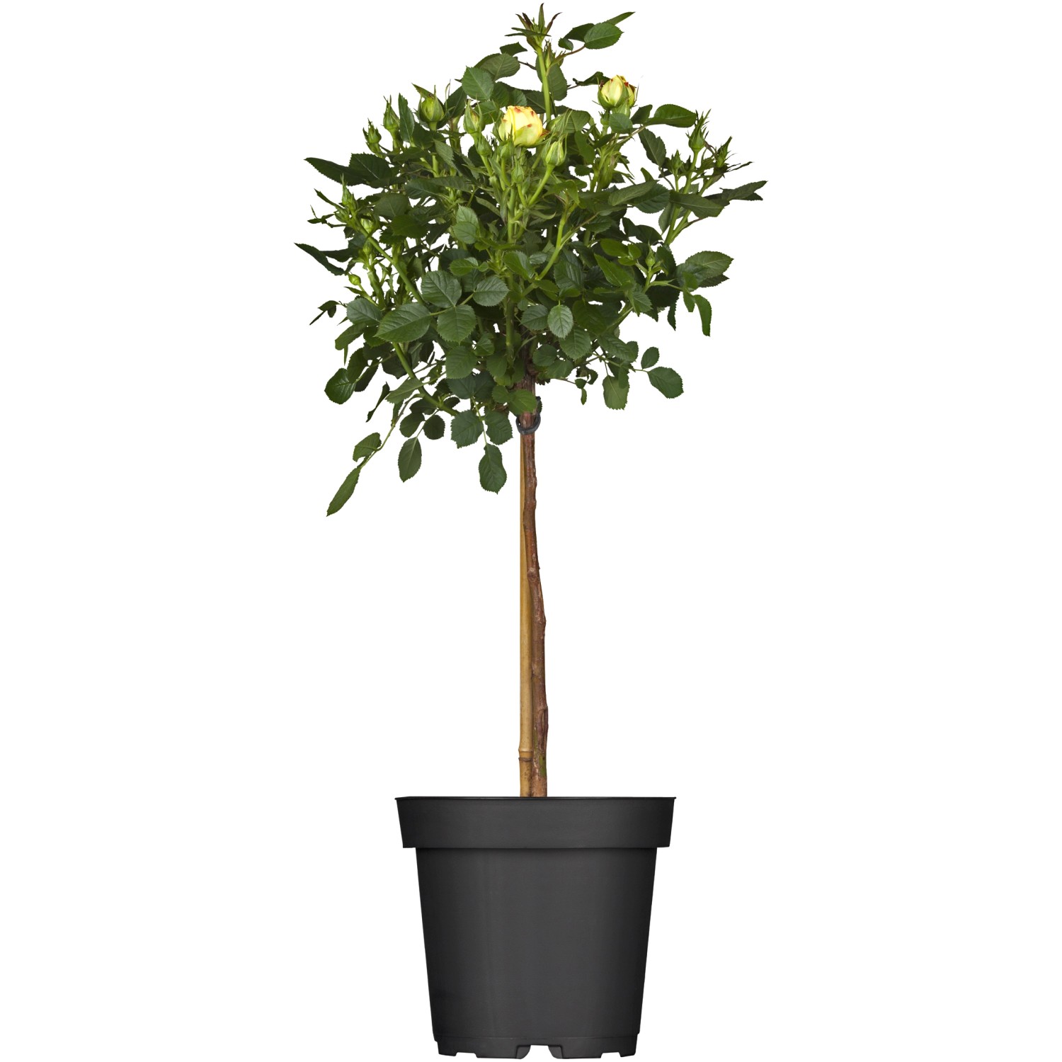 Halbstammrose im Topf, ca. 50-60 cm hoch, mit gelben Blüten und grünen Blättern.