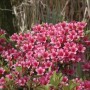 Japanische Azalee 'Silvester' mit pinken Blüten, Zwerg-Alpenrose für Garten & Topf.
