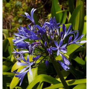 Nahaufnahme der blauen Blüte der Liebesblume Schmucklilie (Agapanthus) im Garten.