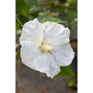 Nahaufnahme einer weißen Blüte des Hibiscus Syriacus 'Eleonore' Garten-Eibisch.