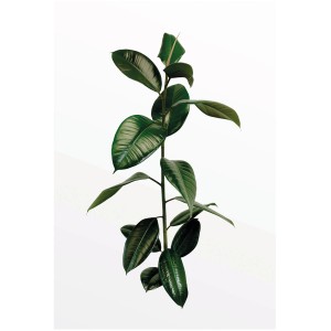 Komar Wandbild Ficus Branch, 50x70 cm, zeigt einen Ficus-Zweig mit grünen Blättern vor weißem Hintergrund.