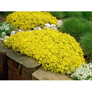 Gelber Mauerpfeffer (Sedum acre) im Topf, eine attraktive und pflegeleichte Fetthenne.