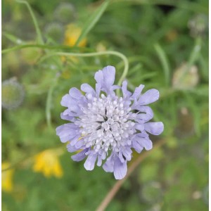 Nahaufnahme einer hellvioletten Japanischen Skabiose (Staude).