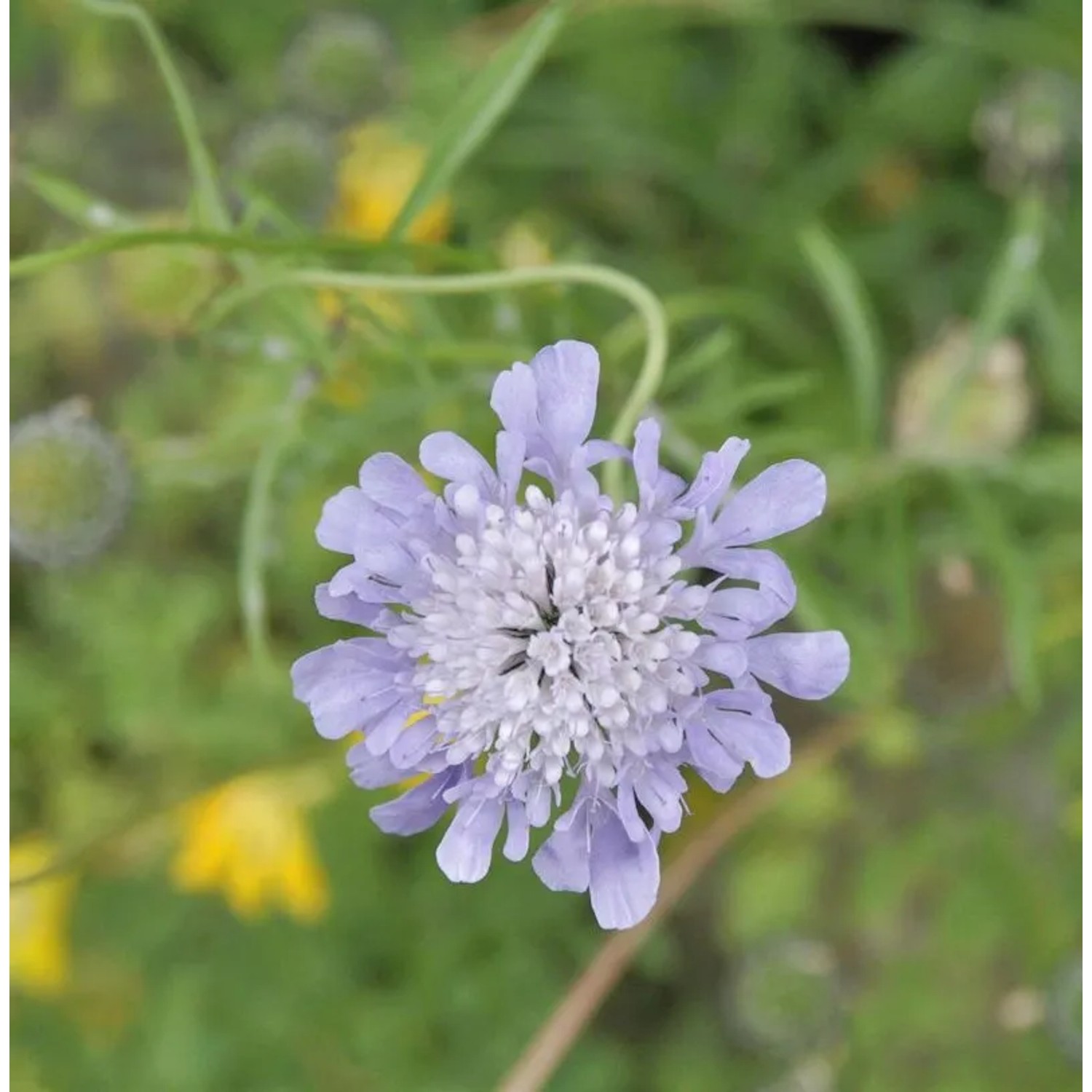 Japanische Skabiose - Scabiosa japonica