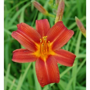 Nahaufnahme der rot-gelben Taglilie 'Sammy Russel'. Gartenstaude mit filigranen Blütenblättern.