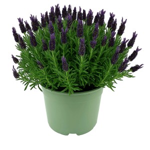 Schopflavendel Lavandula Lamarosia im Topf, violette Blüten.