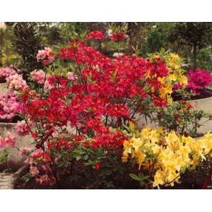 Farbenprächtige Azalee (Rhododendron Mollis X Sinensis) mit roten, gelben und rosa Blüten.