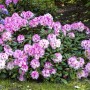 Rosa blühender Rhododendron Yakushimanum Nicoletta, 40–50 cm hoch.