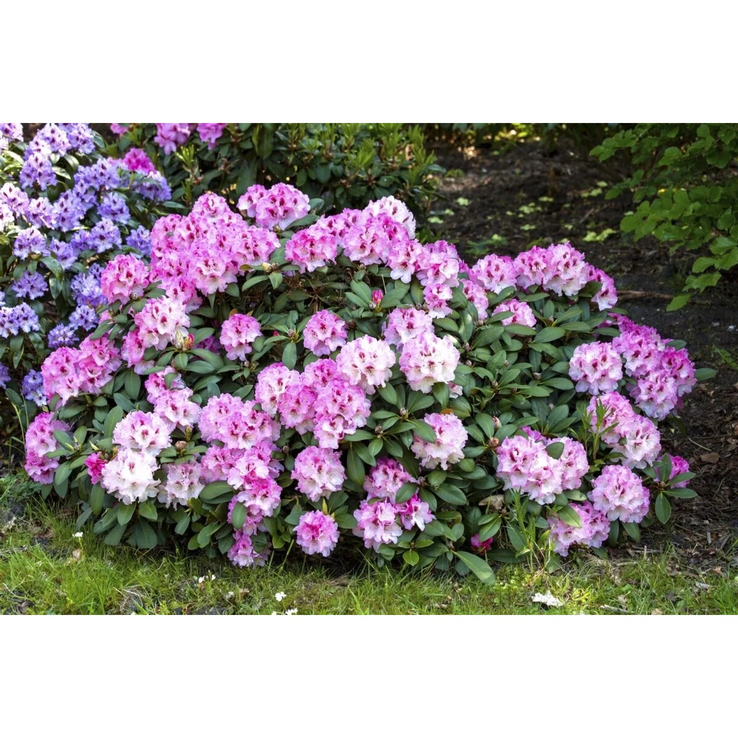 Rosa blühender Rhododendron Yakushimanum Nicoletta, 40–50 cm hoch.
