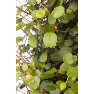 Detailaufnahme der Kriechenden Schönfrucht (Muehlenbeckia axillaris) im 9x9 cm Topf, ideal als Bodendecker.