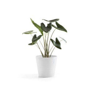 Weißer Ecopots Pflanztopf Amsterdam, Ø 30 cm, mit Pflanze. Ideal für Innen- und Außenbereich.
