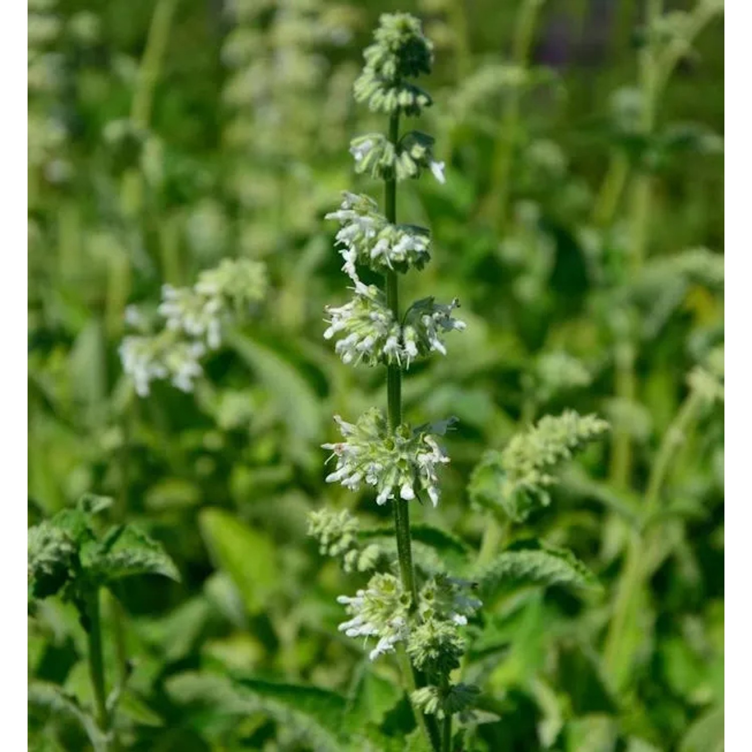 Quirlblütiger Salbei Alba - Salvia verticillata