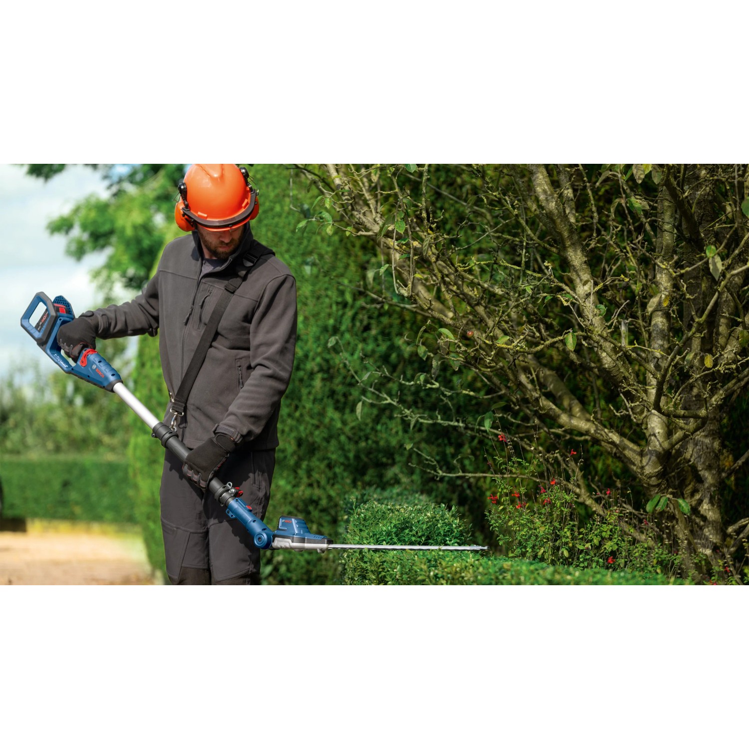 Mann schneidet Hecke mit Bosch Akku-Teleskopheckenschere GHE 18V-50 TP Solo.