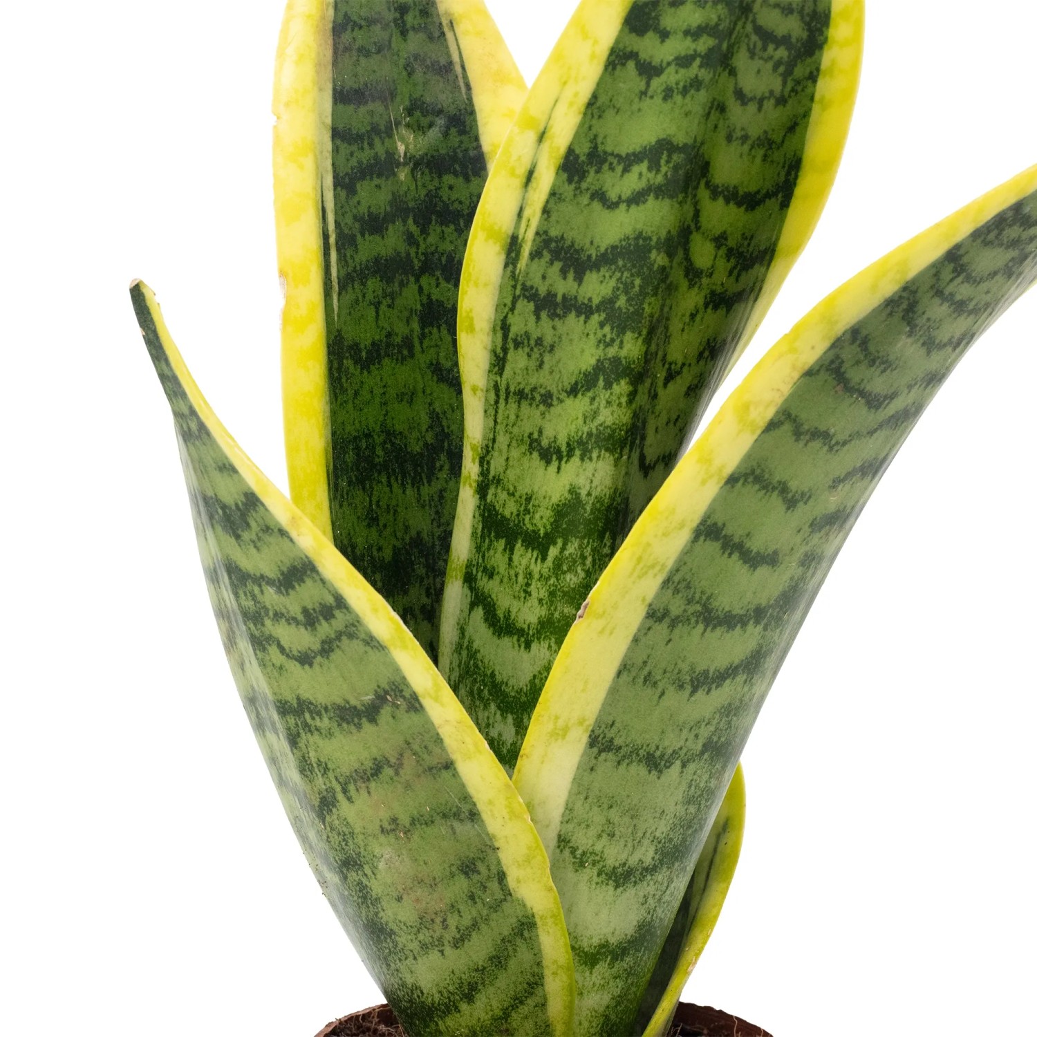 Value Greens Bogenhanf Sansevieria Superba 25 cm Topf Ø 9 cm kaufen bei OBI