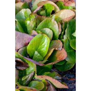 Nahaufnahme der grünen Blätter der Bergenia Cordifolia Baby Doll Herzblatt Bergenie Staude.