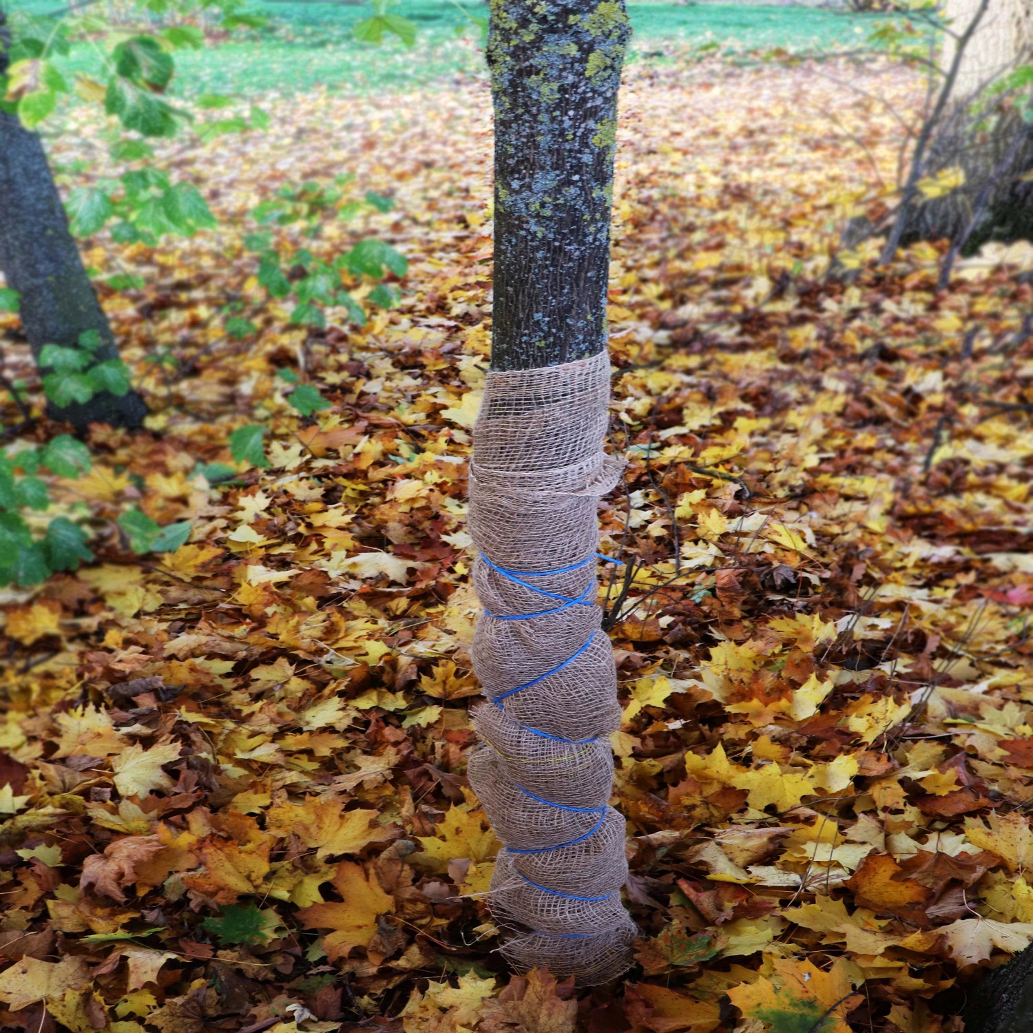 Baumstamm mit Juteband umwickelt als Winterschutz. Aquagart Jutegewebe im Garten.