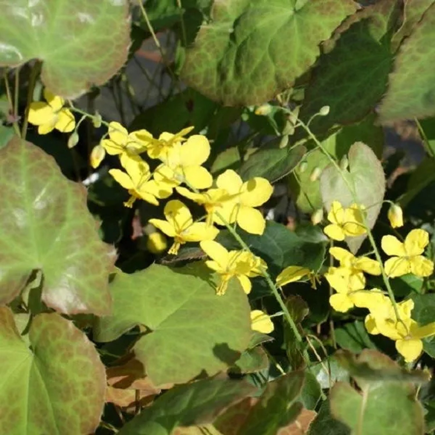 6 x Elfenblume 'Frohnleiten' Epimedium perralderianum Topf 9cm Dekoratives Laub
