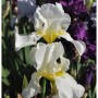 Nahaufnahme einer weißen Schwertlilie Lugano (Iris barbata) mit gelber Mitte.