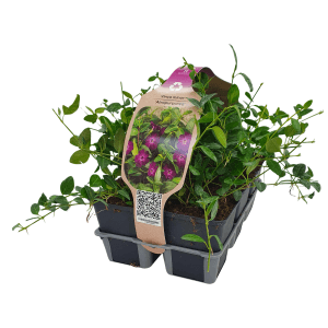 6er Pack kleinblättriges Immergrün Atropurpurea im Topf, dekorativer Bodendecker mit purpurfarbenen Blüten.