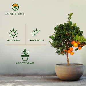 Fruchttragender Orangenbaum (Citrus sinensis) im Topf, ca. 90 cm hoch.